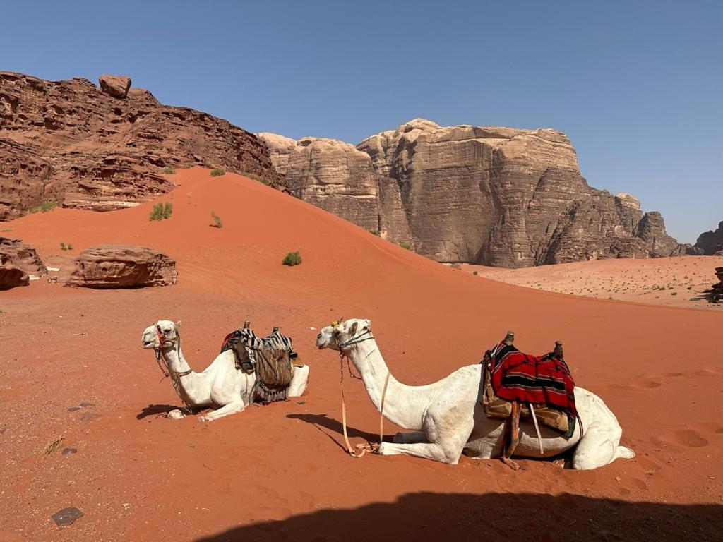 Bedouin Tours Camp Hotel Вади Рум Екстериор снимка